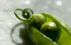 Консервированный зеленый горошек в домашних условиях рецепт